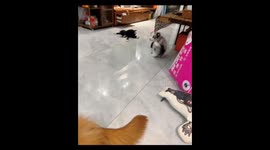 Playful battle between border collie and golden retriever in China