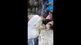 Dolphin charms child at Chinese  aquarium