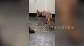 Rescued fox undergoes BRAIN surgery in world first operation