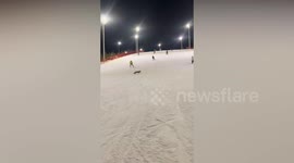 Fox stumbles onto ski slope and runs among startled skiers