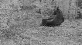 Hilarious video shows bear scratching private parts in front of wildlife cameras