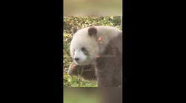 World's only captive brown panda enjoys