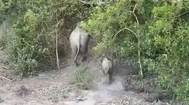 Vets rescue two baby elephants trapped in snares in Thai forest