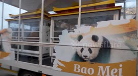 Belgium: Crowds of well-wishers gather as three giant panda siblings leave Belgian zoo for China