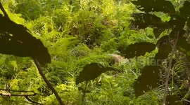 Rescue team save runaway dog stuck in swamp