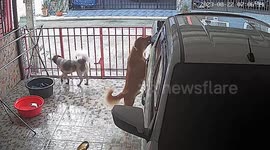 Pet dog steals parcel from back of owner's pickup truck