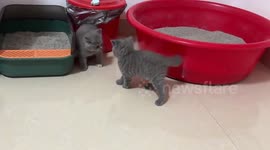 Two kittens tussle while three siblings watch like sport spectators