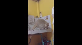 Pet raccoon clambers through kitchen