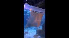 Stingray smiles at aquarium visitors