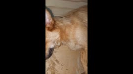 Pet dog makes recovery from food poisoning caused by eating fish