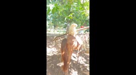 Pet dog overcomes his fear of horses by riding on their backs