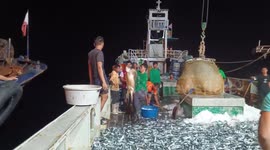 Fishermen release 22 sea turtles found in their catch