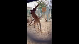 Kangaroo sharpens up his boxing skills by grappling with a punch bag