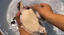 Sea turtle falls sleep while having his tummy scrubbed