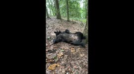 Sleepy Bear Tempts Belly Rubs