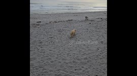 2 small dogs enjoying the beach in El Salvador before sunset