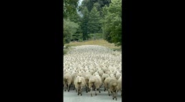 Rush Hour in New Zealand