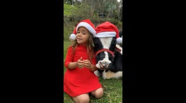 Girl And Calf Are On The Nice List