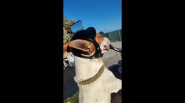 Jack Russell Terrier Enjoys a Motorcycle Ride