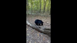 Black Bear Cub Afraid Of Bubbles