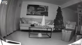Cat waits till midnight to topple owner's Christmas tree