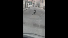 Feisty Rat Scares Off Dog