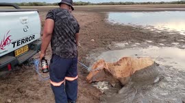 Motorists use truck to rescue cow stuck in thick mud