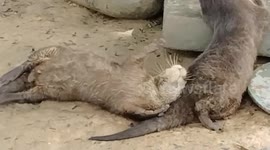 Adorable Footage of Itchy Otter