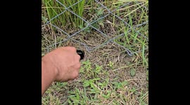 A tarantula in Copan is being teased with a piece of grass