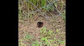 Tarantula in its hiding hole is being coaxed by a tour guide