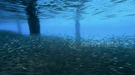 Needlefish Feed on School of Little Sardines