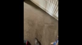 UK family uses indoor shower to wash their pet pony