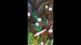 Mushroom Coral Pipefish