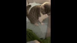 Cat startled by static electricity in Jiangsu, China