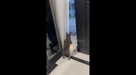 Dog escapes from a house in Bangkok, Thailand