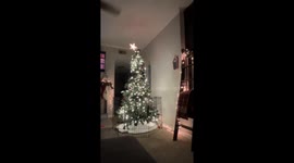 Cat perfectly camouflaged on Christmas tree in Ashland City, Tennessee, USA
