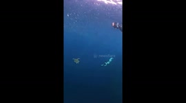 Freediver swims alongside sea turtle in the Philippines
