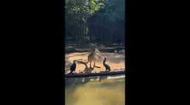 Kangaroo brawls with cormorant in its enclosure