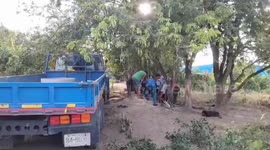 Half-tonne buffalo rescued from 30ft deep well in Thailand