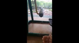 Rabbit plays on fitness equipment in park in China