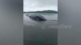 Stranded 50ft whale rescued in Indonesia