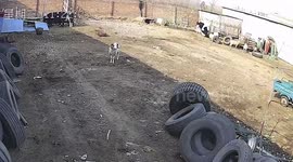 Farmer wrestles aggressive ram that charges him when he comes near