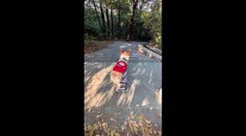 Tony Corgi! Pet dog rides skateboard down set of steps like a pro