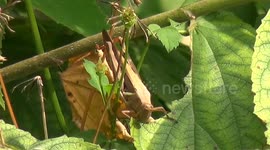 Watch hungry grasshopper eat halfway through a leaf