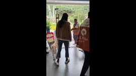 Pet dog with separation anxiety struggles to say goodbye to owner