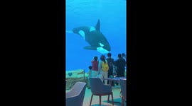 Killer whale nods its head and sticks tongue out at zoo visitors