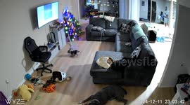 Exclusive - French bulldog topples Christmas tree, enraging cane corso