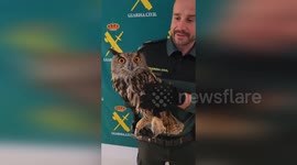 Spain: Guardia Civil Rescues Injured Eagle Owl in Castellón
