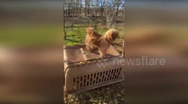 US: Oklahoma Humane Rescue Saves Over 100 Animals from Cruelty