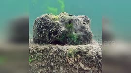 US: Florida Researchers Use Non-Toxic Dye to Study Sponges’ Crucial Role in Water Filtration